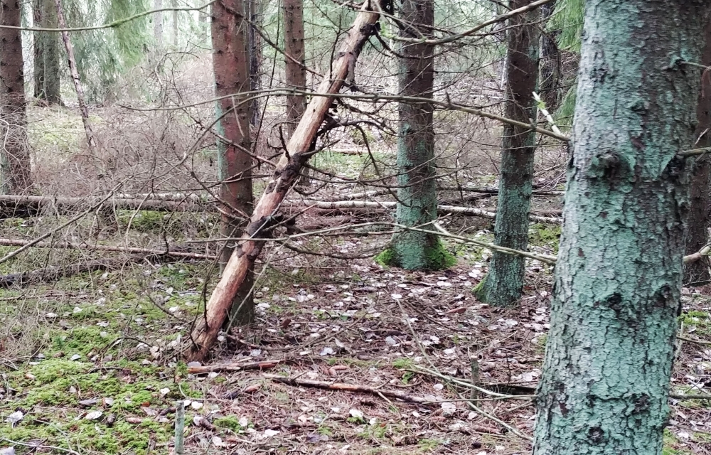 Den omtalade skogen