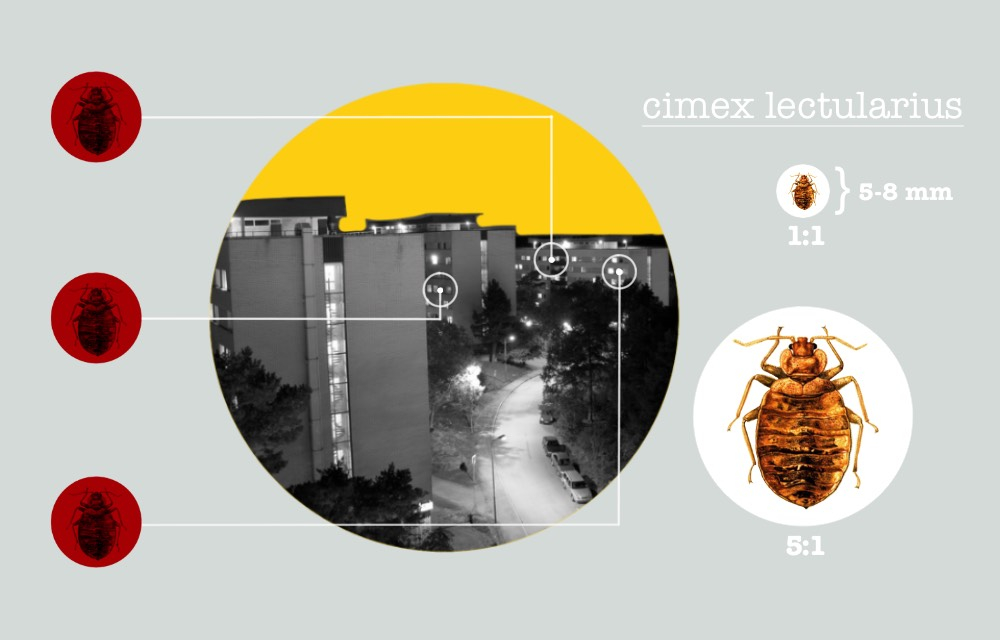 cimex lectularius