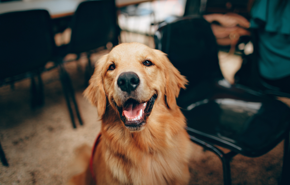 Golden retriever