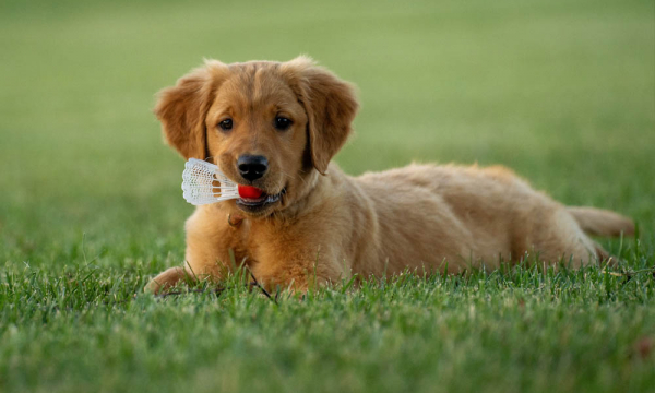 Valp med badmintonboll